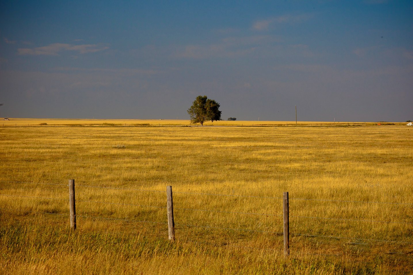Wide golden prairie beneath a blue Alberta sky